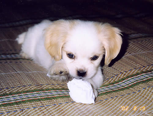 photo
