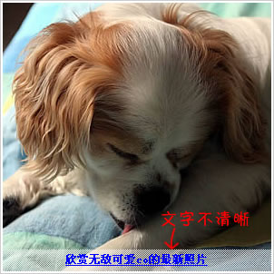 优化选项